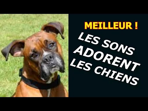 Download MP3 🐕 Bruits pour Amuser votre Chien et lui faire une Blague (EFFET GARANTI)🐕🐕