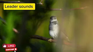 صوت عصفور التين ابو قلنسوة Blakcap Redcap 