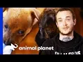 Villalobos Rescue Center Take in 7 Homeless Puppies Pit Bulls Parolees