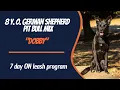 GERMAN SHEPHERD PIT BULL MIX DOG TRAINING