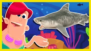 were going on a mermaid hunt song mister kipley monster hunt rescue