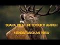 Download Lagu Suara pemikat rusa