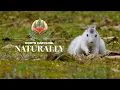 The White Squirrels of Brevard North Carolina Naturally