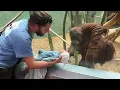 Download Lagu The Orangutan Wanted To See The Baby When Dad Let Her See Him He Did What No One Can Think Of