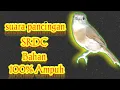 Download Lagu Suara Pancingan SRDC bahan, ngeplongnya santai bikin burung lainnya jadi emosi
