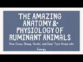 Anatomy and Physiology of Ruminants for Kids