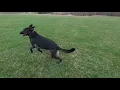 Black Lab and German Shepherd Mix 1 year 6mo Update
