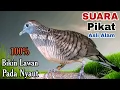 Download Lagu SUARA Pikat perkutut lokal alam Paling berhasil mengundang lawan datang