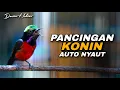 Lagu AWAS NYAUT !! PANCINGAN KOLIBRI NINJA GACOR FULL NEMBAK PANJANG COCOK UNTUK MENAIKKAN EMOSI KONIN