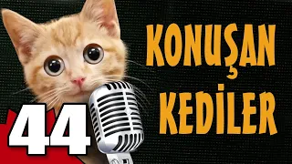 Konuşan Kediler 44 - En Komik Kedi Videoları