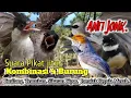 Download Lagu 💯% Ampuh. Suara Pikat Kutilang. Trucukan. Sikatan Kipas. Prenjak Kepala Merah..