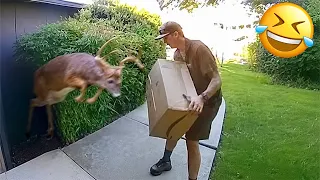 funniest animal videos 2026 when animals have perfect comedy timing