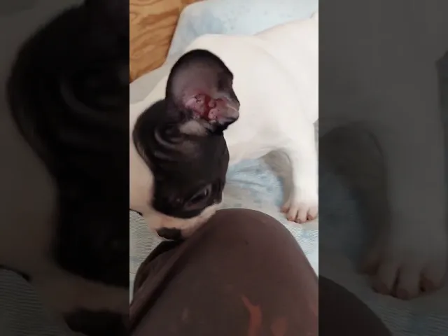 動画