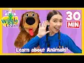 Download Lagu Wiggle and Learn - Animals! 🐄 Educational Video for Toddlers 🐒 Kids Preschool Songs 🐔 The Wiggles