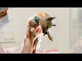 Rescue Dog Named Linda Gets Hamburger from 5 Guys Viktor Larkhill Let s Adopt International