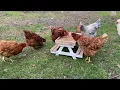 Chicken Picnic Table Feeder - Make Money Woodworking