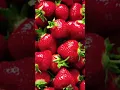 Download Lagu Tiko’s New Song”Strawberry”