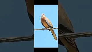 صوت طائر اليمام دندنها