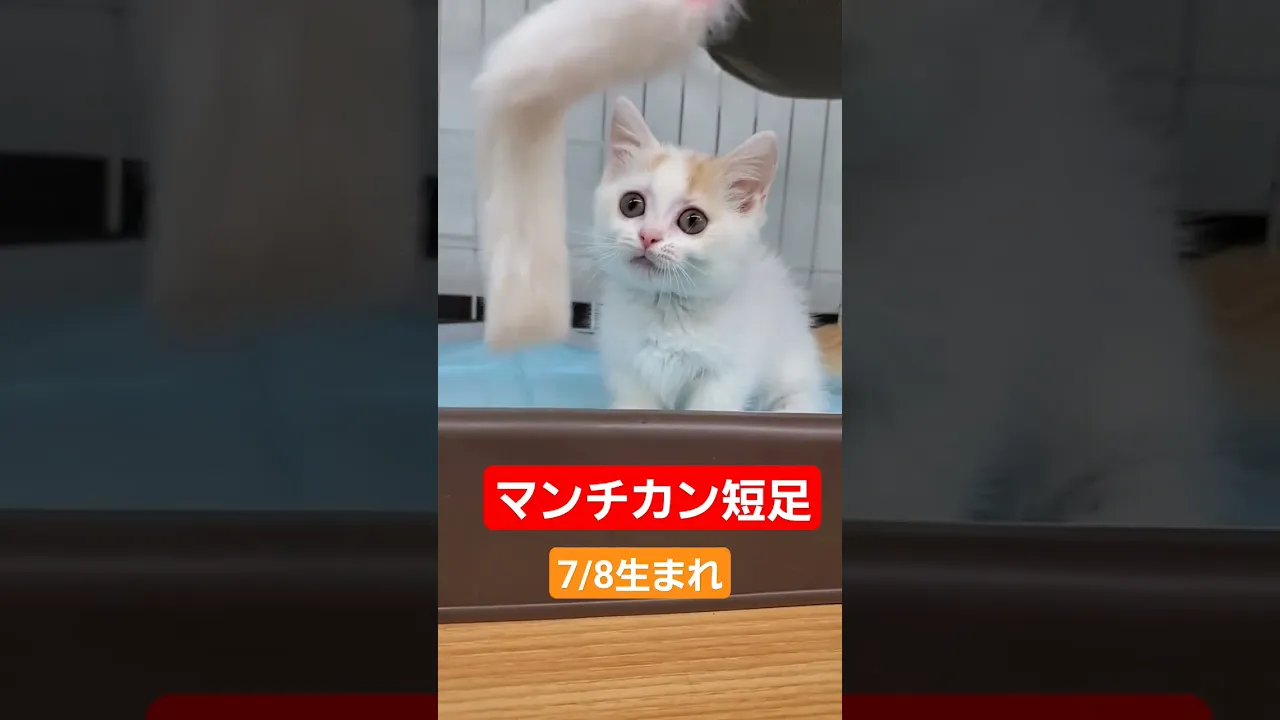 動画