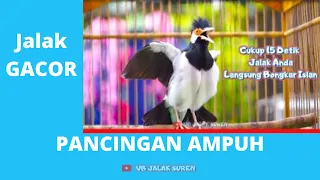 Download Pancingan Jalak Suren Gacor Full Isian! Cocok Buat Memancing Jalak Uren Lain Biar Bongkar Isian MP3