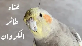 تدريب الكوكتيل و تحفيزه على الغناء صوت روعة Happy Cockatiel Singing Lifestyle Vlog Birds 