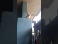 Lagu kucing mode bimbang...antara senang dan dag dig dug jantungnya...soalnya agak tinggi dia bermainnya