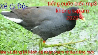 Download Tiếng chim Cuốc Biển ( trích ) tháng 3/2020 chuẩn 100% không có tạp âm. Đã đánh thử và thành công MP3