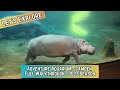 Unlocking the Mysteries of the Deep at Adventure Aquarium - Full Walkthrough