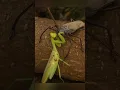 Praying Mantis vs Longhorn Beetle The Ultimate Bug Battle