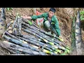 Download Lagu Harvesting wild bamboo shoots, the first time seeing bamboo shoots growing so much is unbelievable