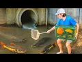 I Caught Rare Fish For My Aquarium