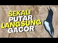 Download Lagu 46 | kacer gacor SUARA NGRISTAL FUL ISIAN KASAR KONSLET paling AMPUH buat PANCINGAN KACER agar EMOSI