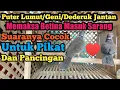 Download Lagu Suara Dederuk//Puter Geni//Puter Lumut Merayu betina