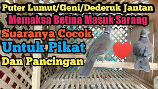 Download Suara Dederuk//Puter Geni//Puter Lumut Merayu betina MP3