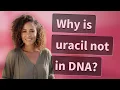 Why is uracil not in DNA