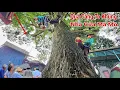 Download Lagu Cưa Cây Còng To Khủng, Tàn Nhánh Khủng Khiếp, Nhà Mồ Mã, Nhiều, Cực Kỳ Khó, Cưa Kỹ Thuật,