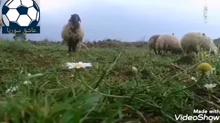 هجينيه ياعلي علينتي وقفيت خذني معك لاتخليني 