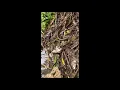 Download Lagu Lady Reaction to a Snake Grabbing a Fish a Few Inches From Her