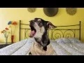 Funny dogs singing happy birt ay