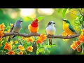 Download Lagu Forest Harmony: Birdsong 🕊️🕊️🕊️ \u0026 Piano for Deep Relaxation