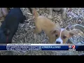 Pet shops in Orange County no longer allowed to sell dogs cats and rabbits