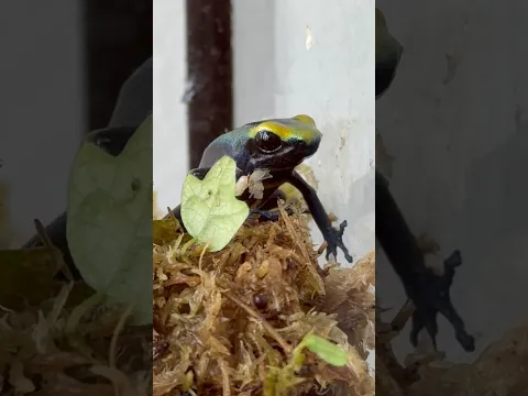 ¡Ranas venenosas 🐸☠️! #quiubolereptileros #ranas #dendrobates #animales