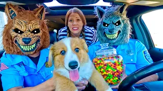 Rubber Ducky Surprises Wolf, Police & Puppy in Car Ride Chase!