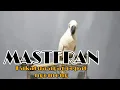 Download Lagu MASTERAN KAKATUA JAMBUL KUNING AGAR CEPAT BICARA/NGOMONG