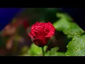 Don Williams Some broken hearts never mend (with lyrics)