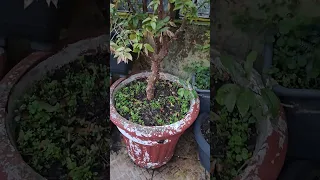 amora e jabuticaba carregadas em vasos
