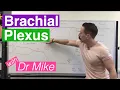 Brachial plexus and Branches