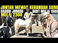 Download Lagu JANTAN MEWAH KEPALA MERAH KAMBING PE KALIGESING DI PANCARAN FARM