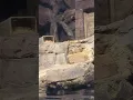 Download Lagu #otter #aquarium #atlanta #georgiaaquarium #relax #calm #shorts