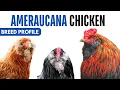 Ameraucana Chicken Breed Profile History Health Issues - Ameraucana Chicken Egg Ratio Lifespan
